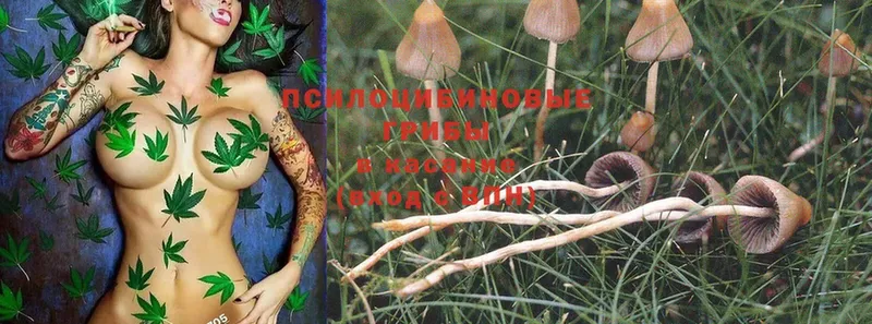 купить   блэк спрут ТОР  Галлюциногенные грибы Psilocybe  Кувшиново 